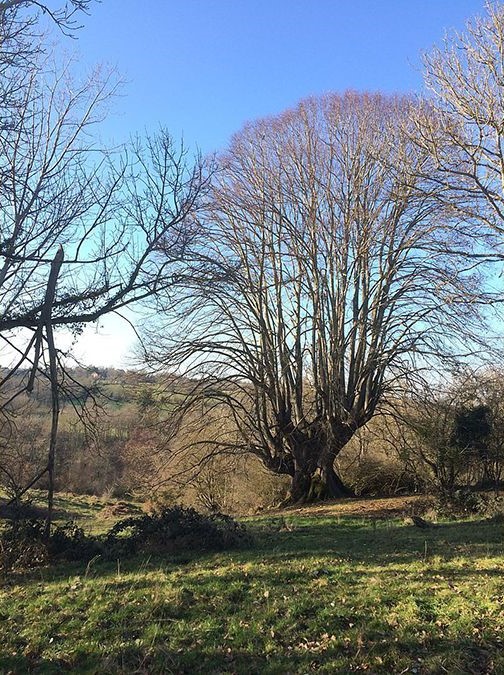 Le tilleul de la Combe à Lapeyrouse dans le Puy-de-Dôme a obtenu le prix du jury au concours de l’arbre de l’année