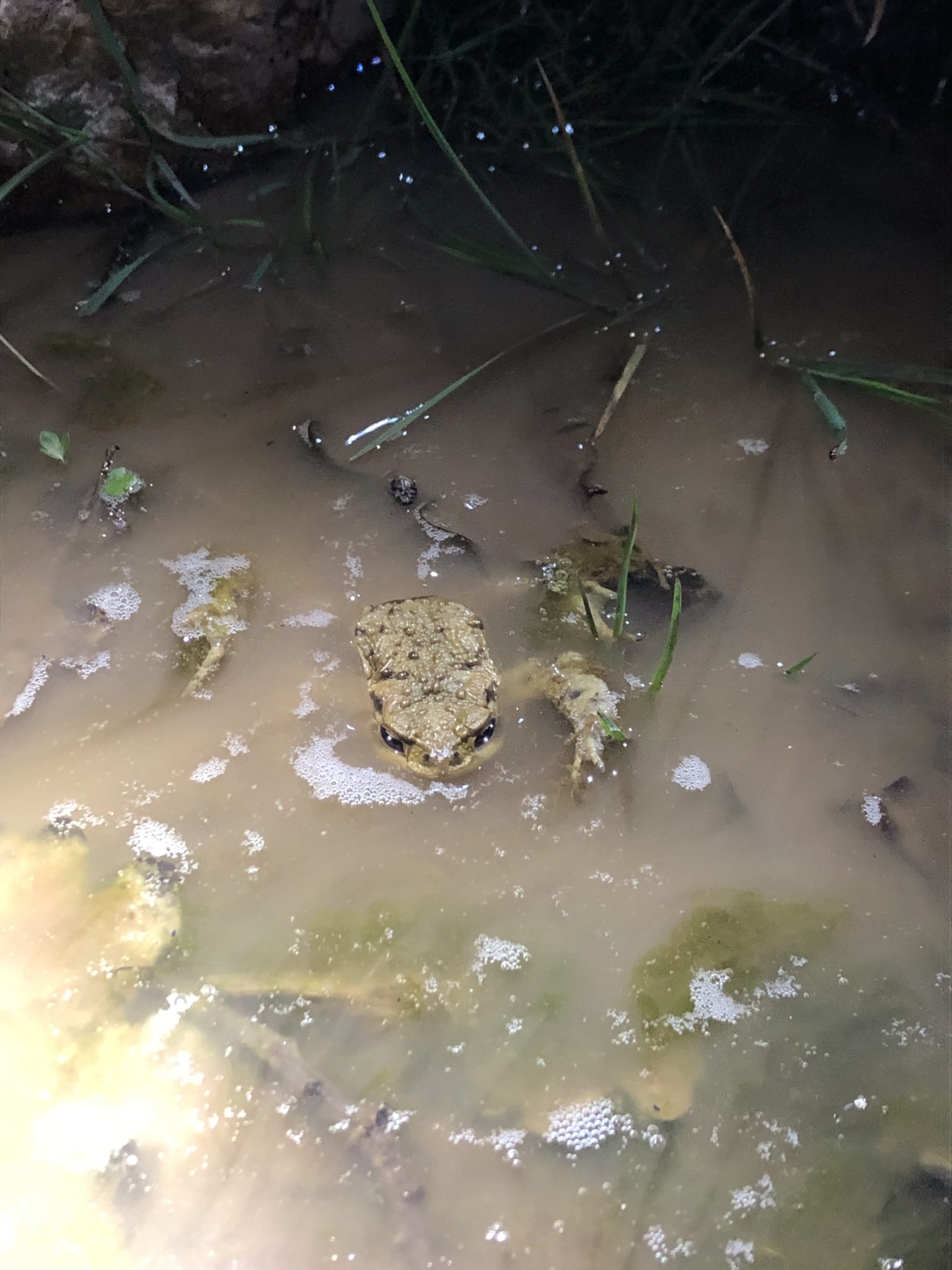 Fréquence Grenouille Fédération des conservatoires d'espaces naturels