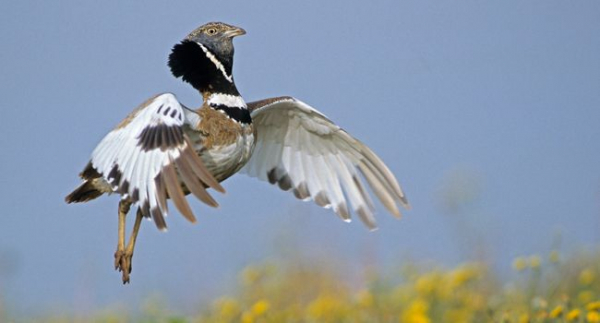 Une première outarde canepetière retrouve la liberté dans l’Ain