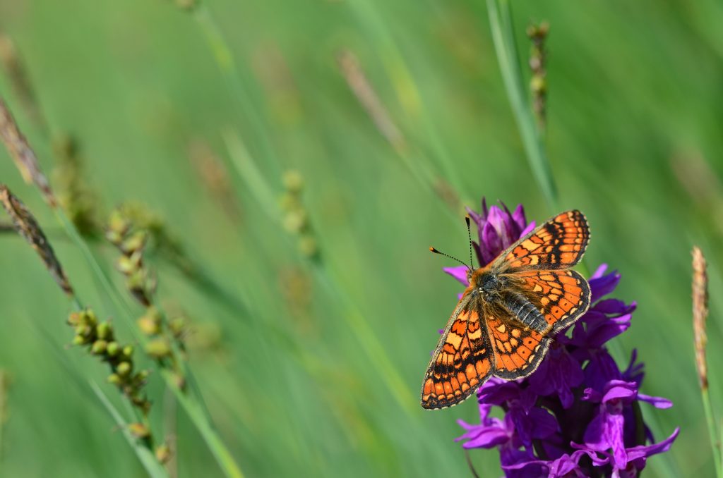 3 projets portés par les Conservatoires d’espaces naturels lauréats de la Fondation François Sommer