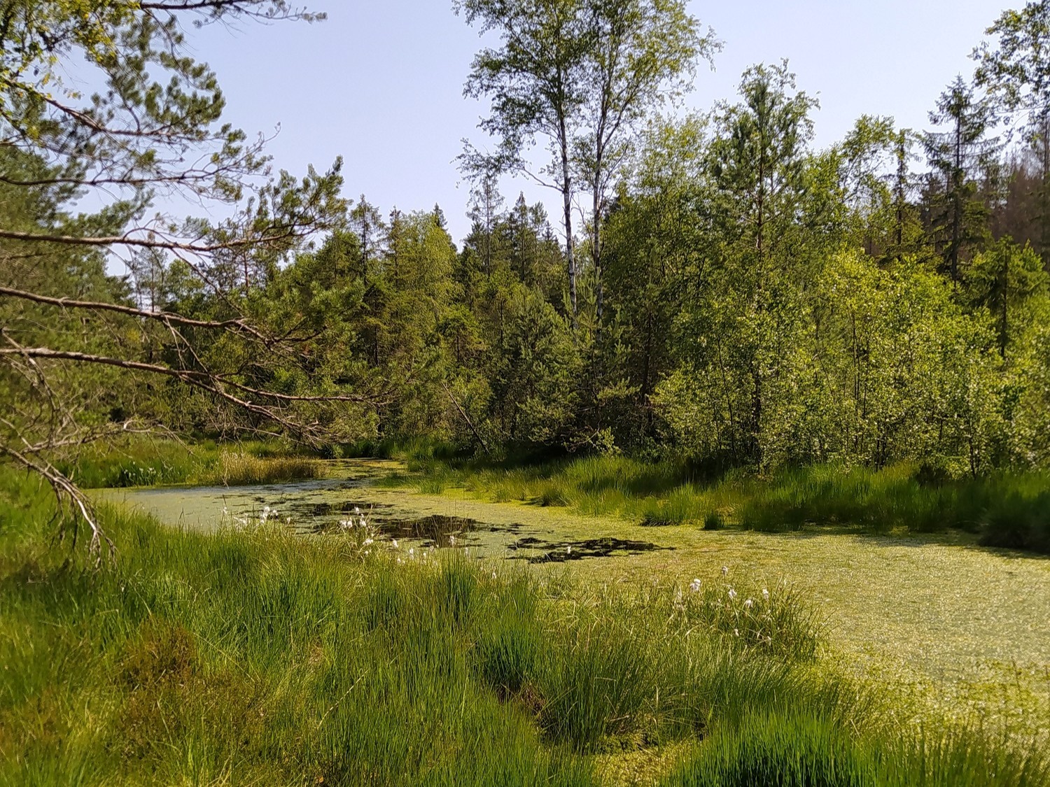 Préserver une tourbière : 14 ans d’engagement communal à Cleurie au service de la nature